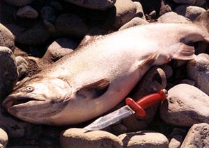 smith river king salmon