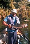 Stanislaus River Steelhead