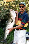 Stanislaus River Striper