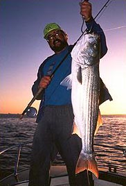 striper